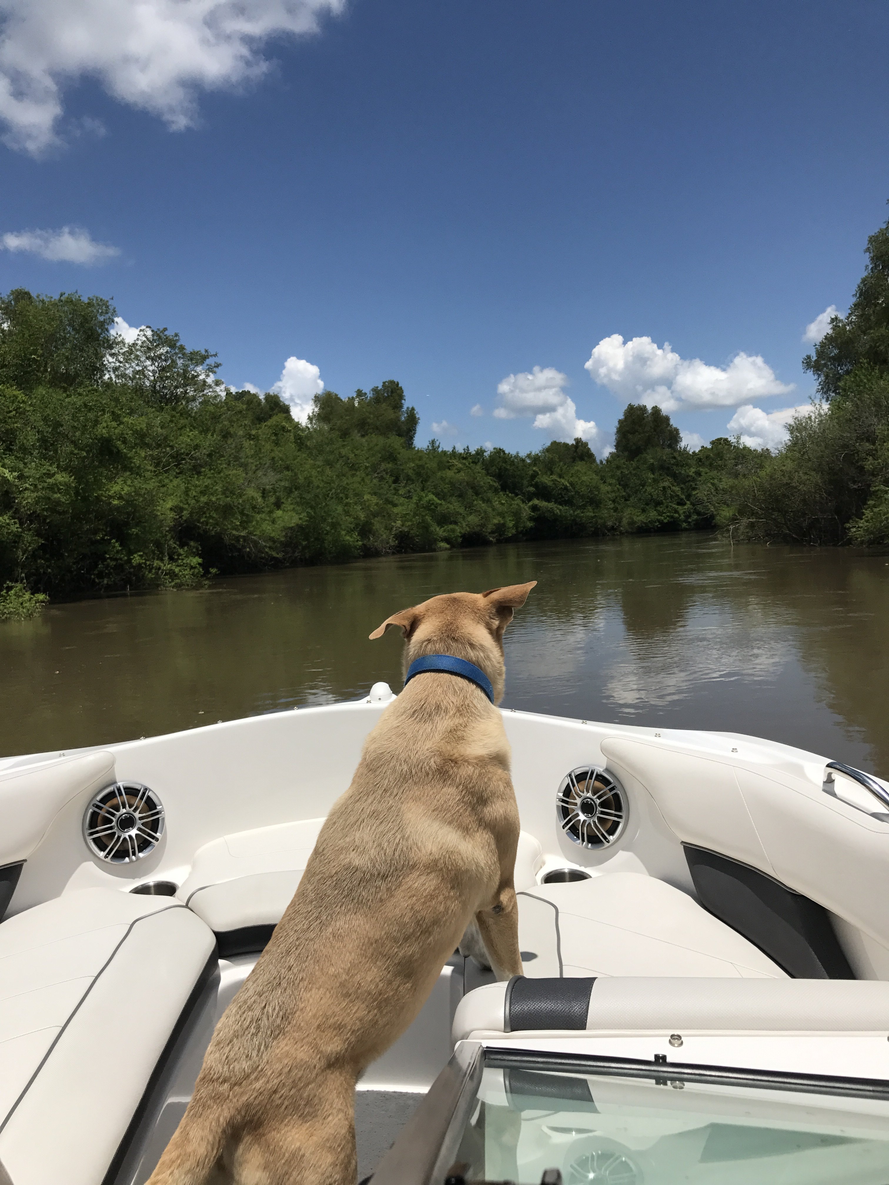 Bow riding pooch