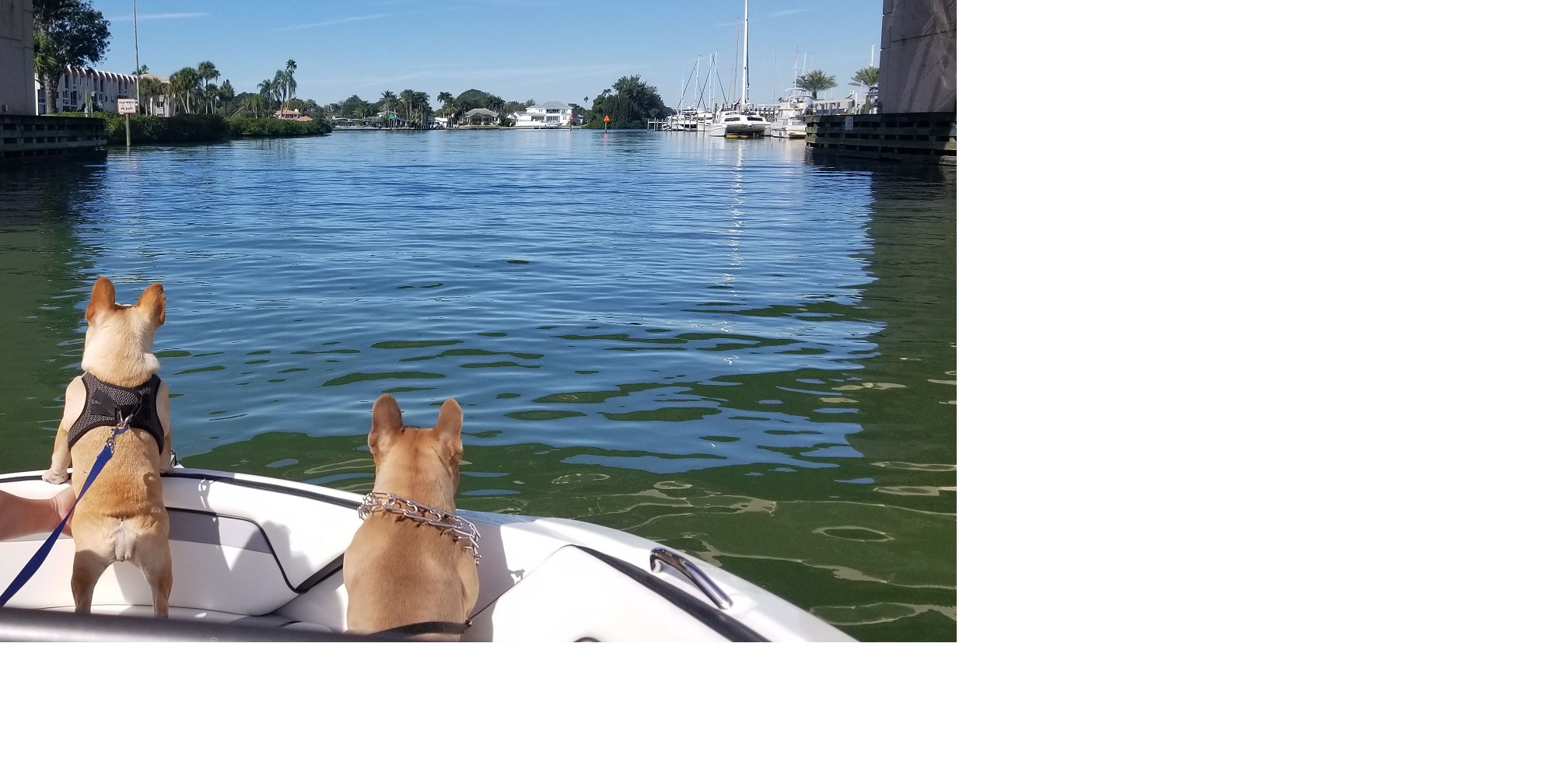 PupsBoating.jpg